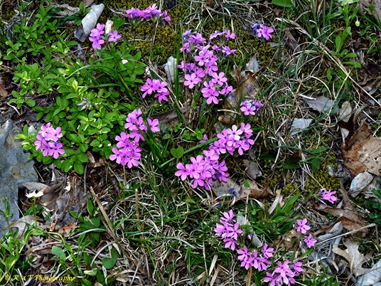 {Phlox amoena}